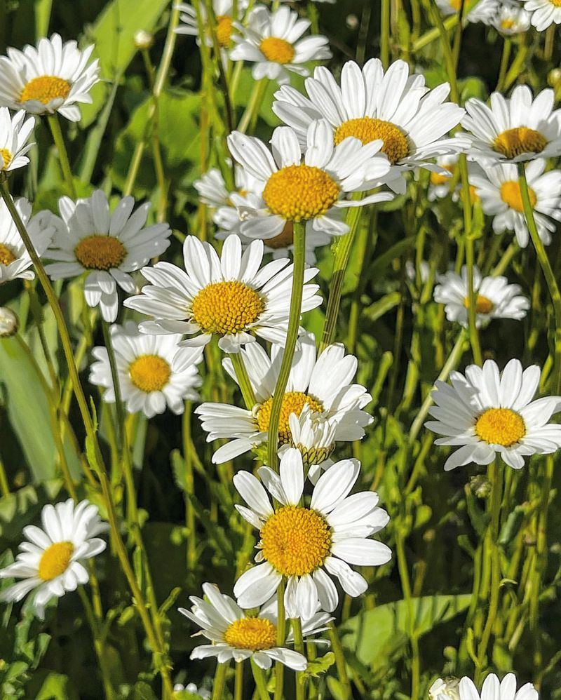 Oxeye Daisy