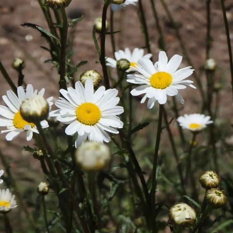 Oxeye Daisy