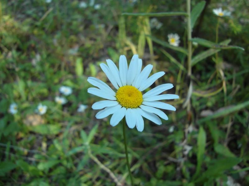 Oxeye Daisy