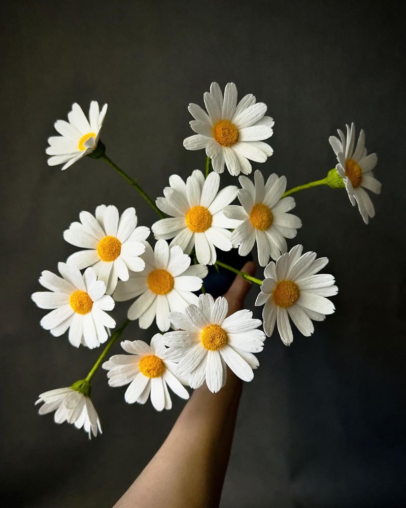 Oxeye Daisy