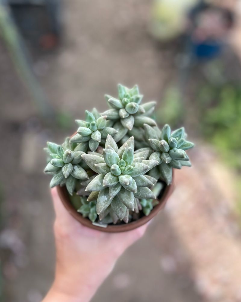 Pachyphytum compactum