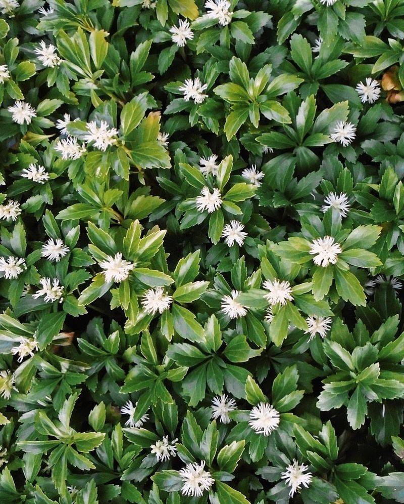 Pachysandra