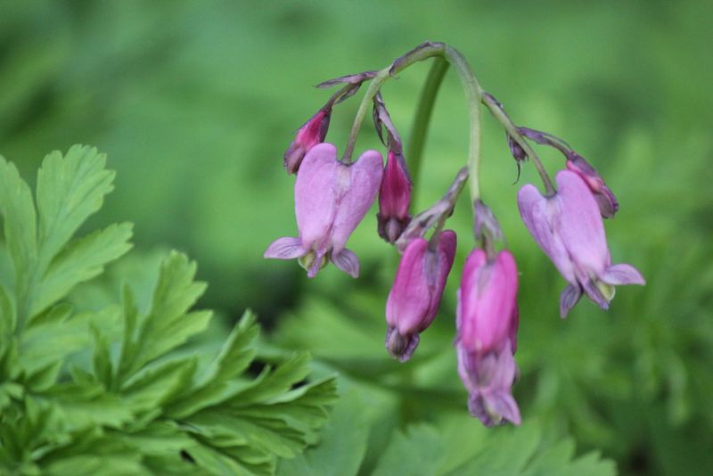 Pacific Bleeding Heart