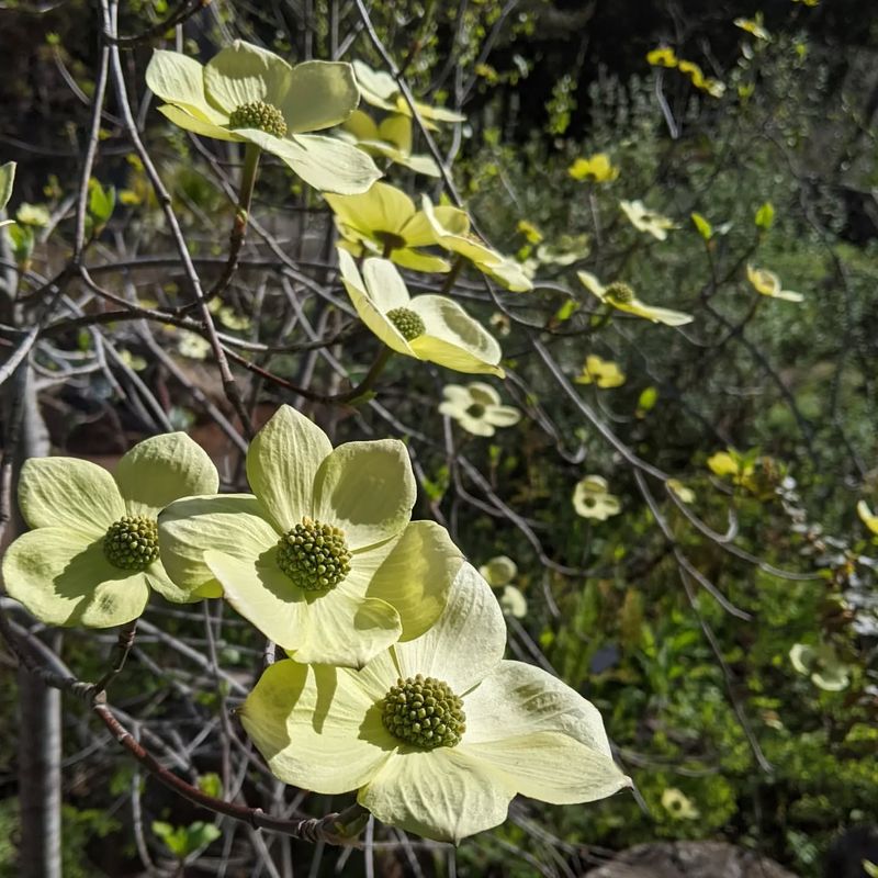 Pacific Dogwood