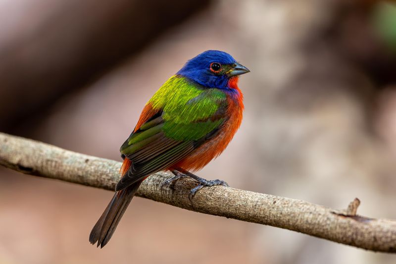 Painted Bunting