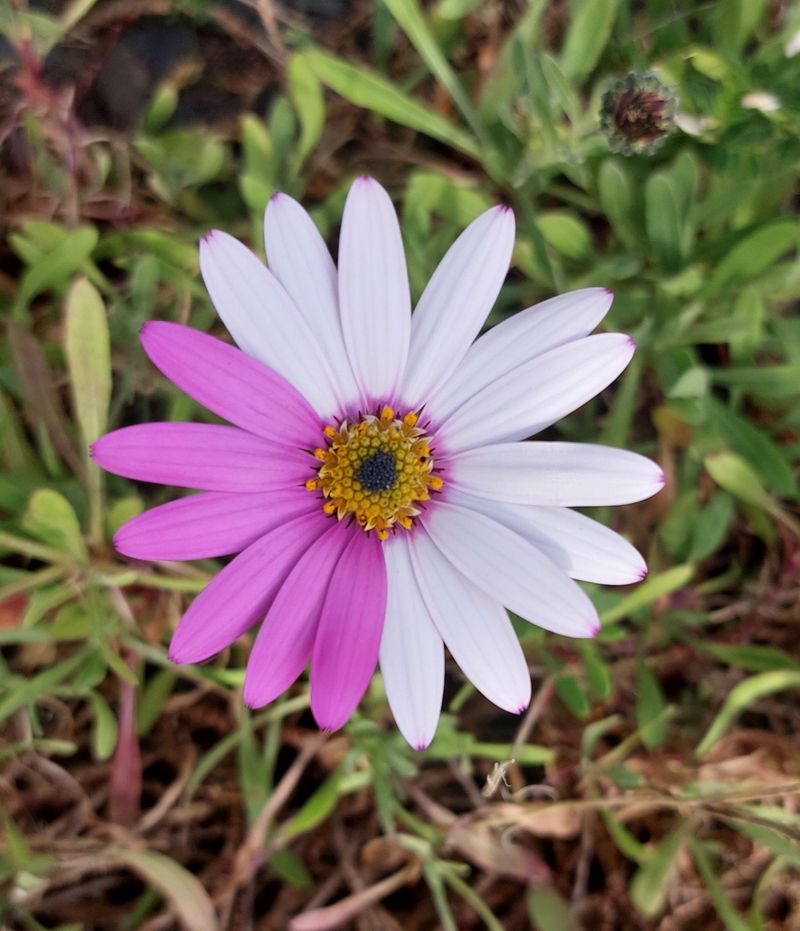 Painted Daisy