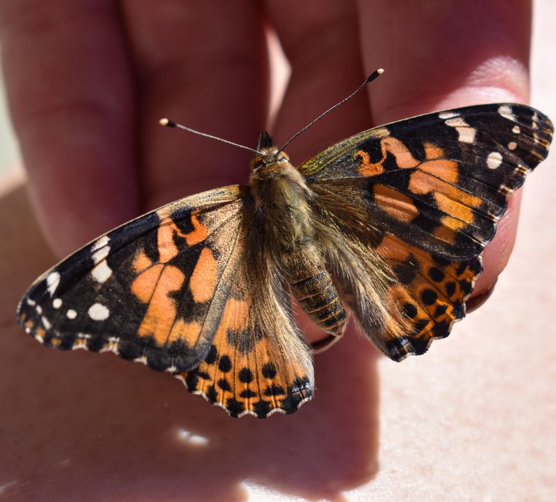 Painted Lady Butterfly