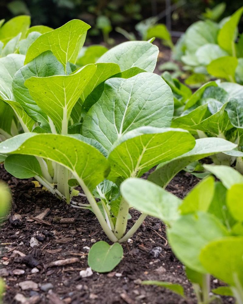 Pak Choi