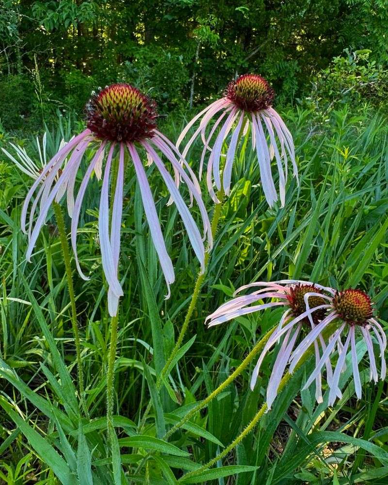 Pale Purple Coneflower