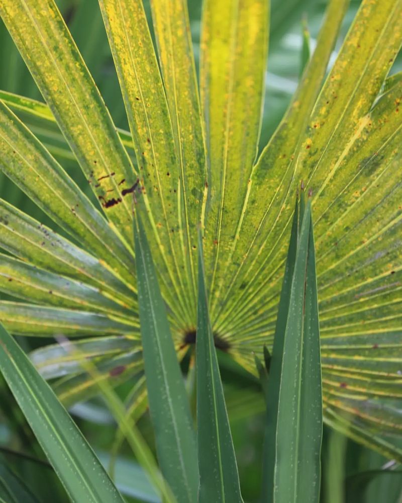 Palmetto