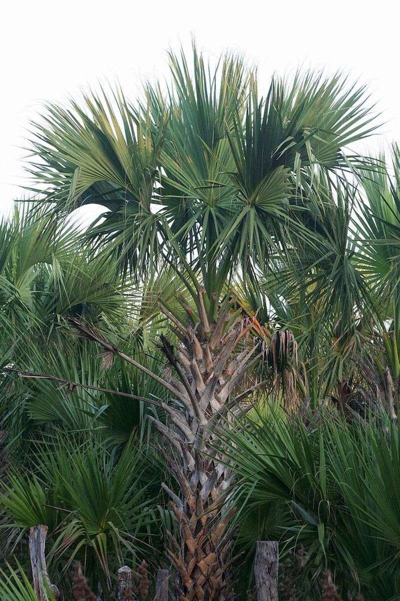 Palmetto Palm