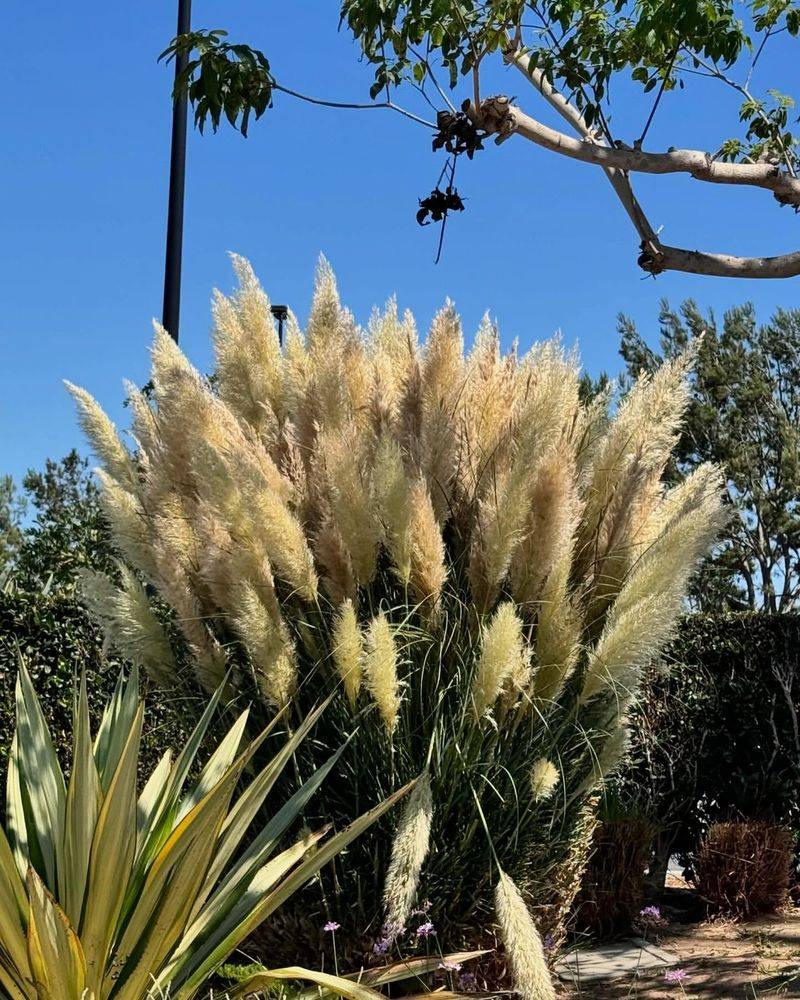 Pampas Grass