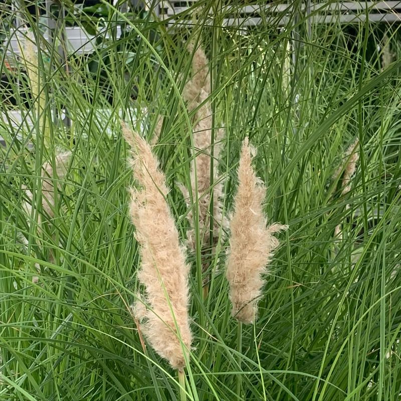 Pampas Grass