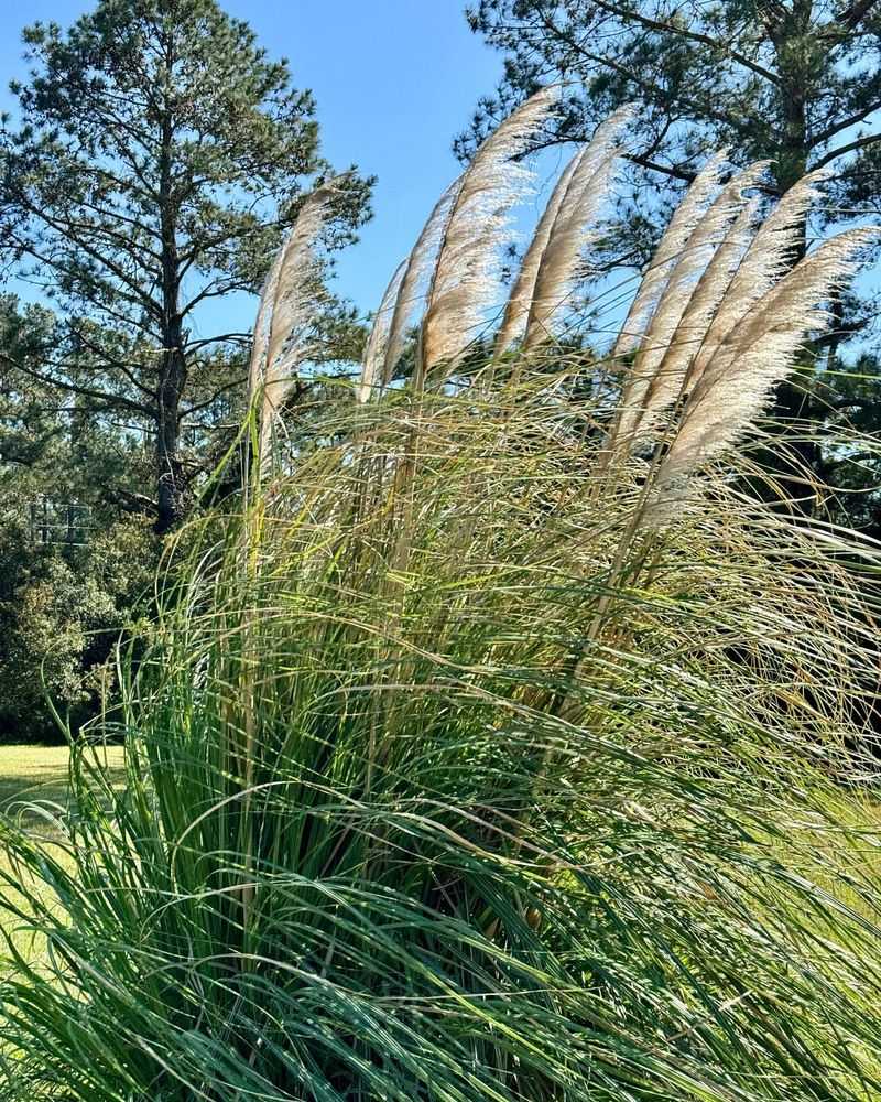 Pampas Grass