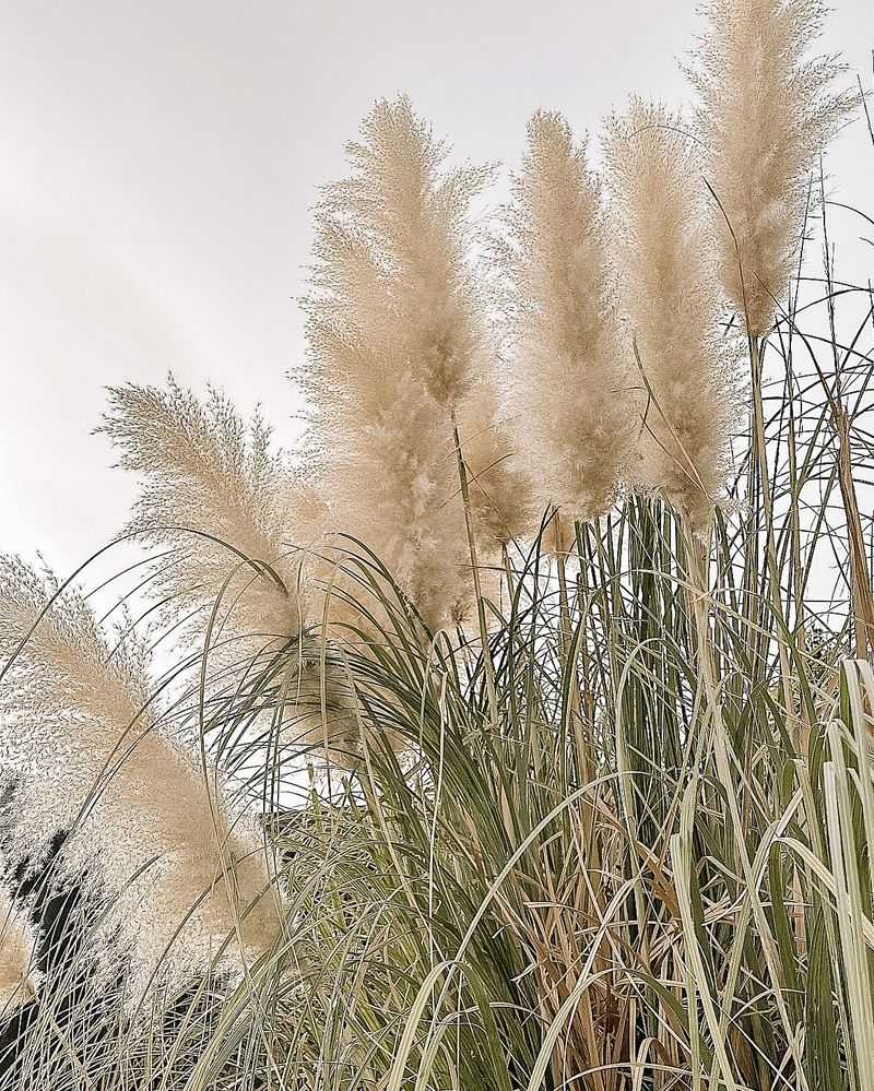 Pampas Grass