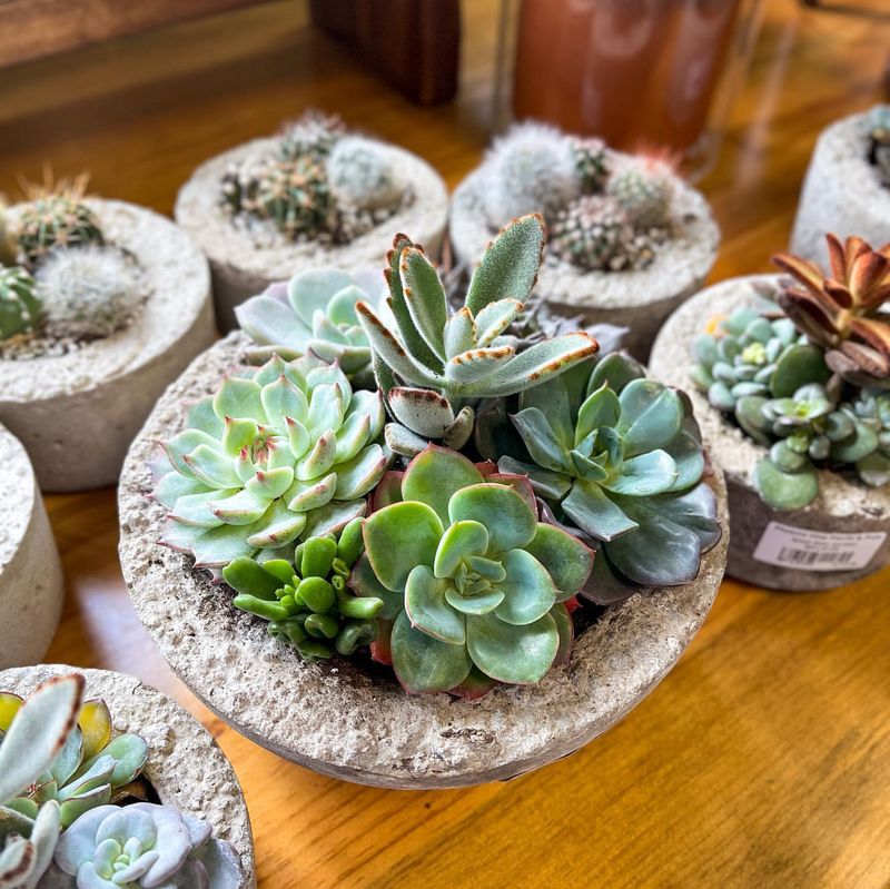 Panda Plant (Kalanchoe Tomentosa)