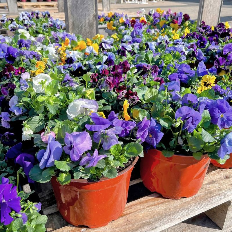 Pansies