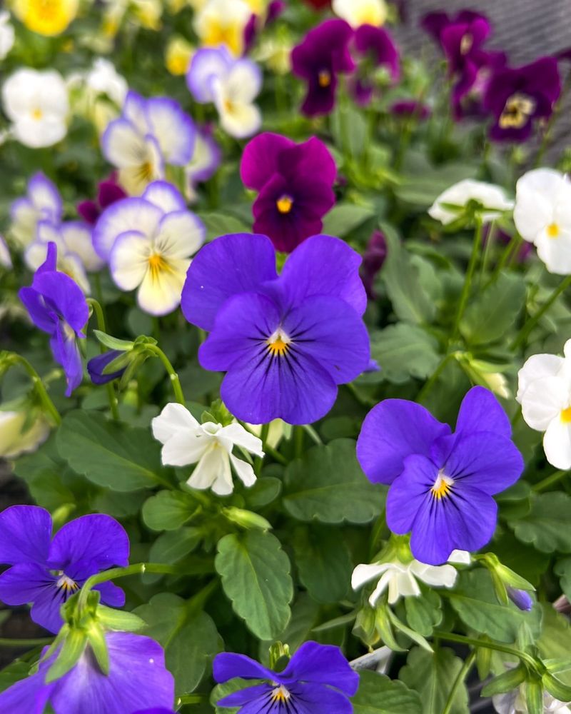 Pansies