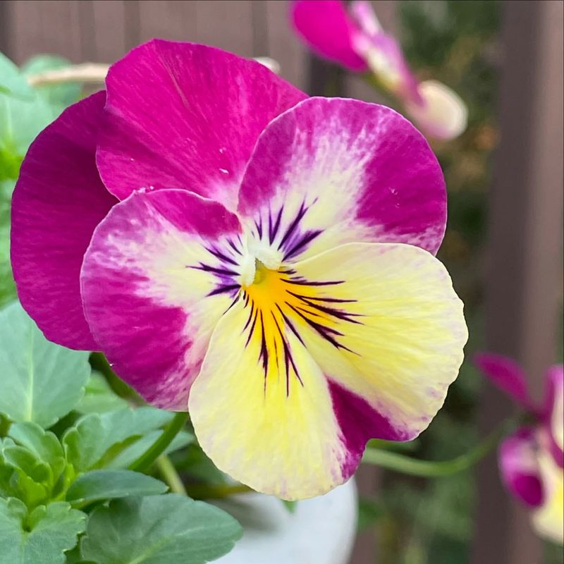 Pansy