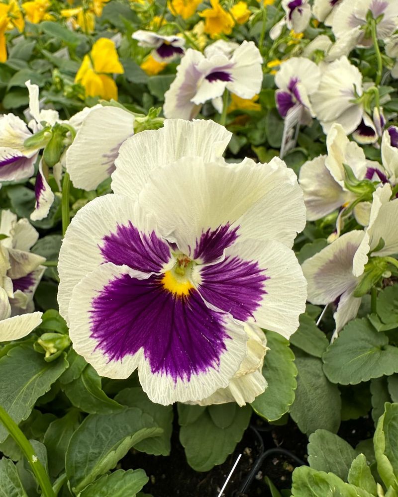 Pansy