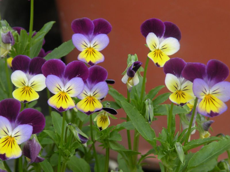 Pansy