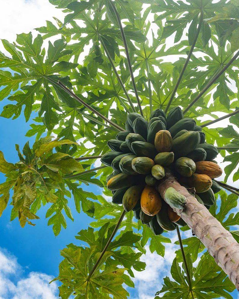 Papaya Tree