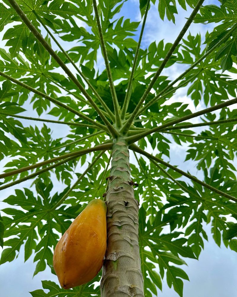 Papaya Tree