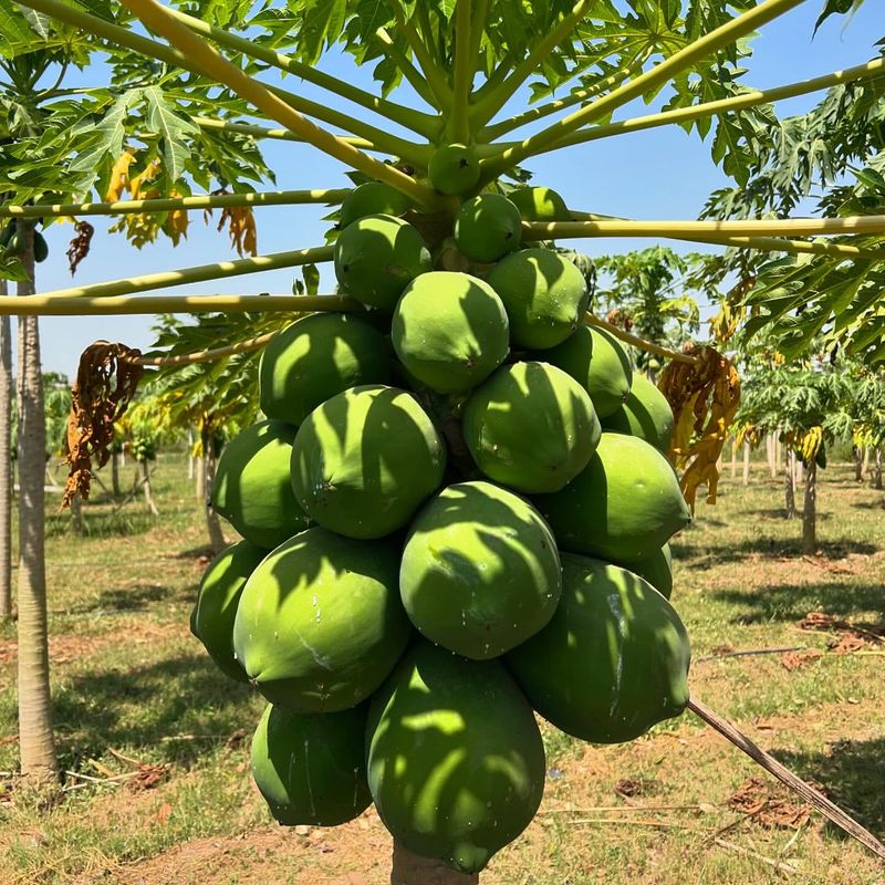 Papayas