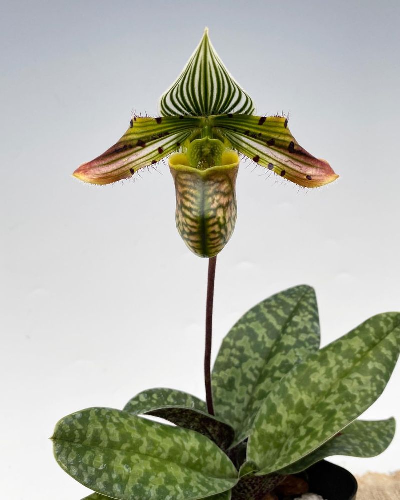 Paphiopedilum (Lady Slipper)