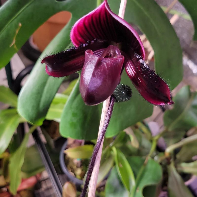 Paphiopedilum