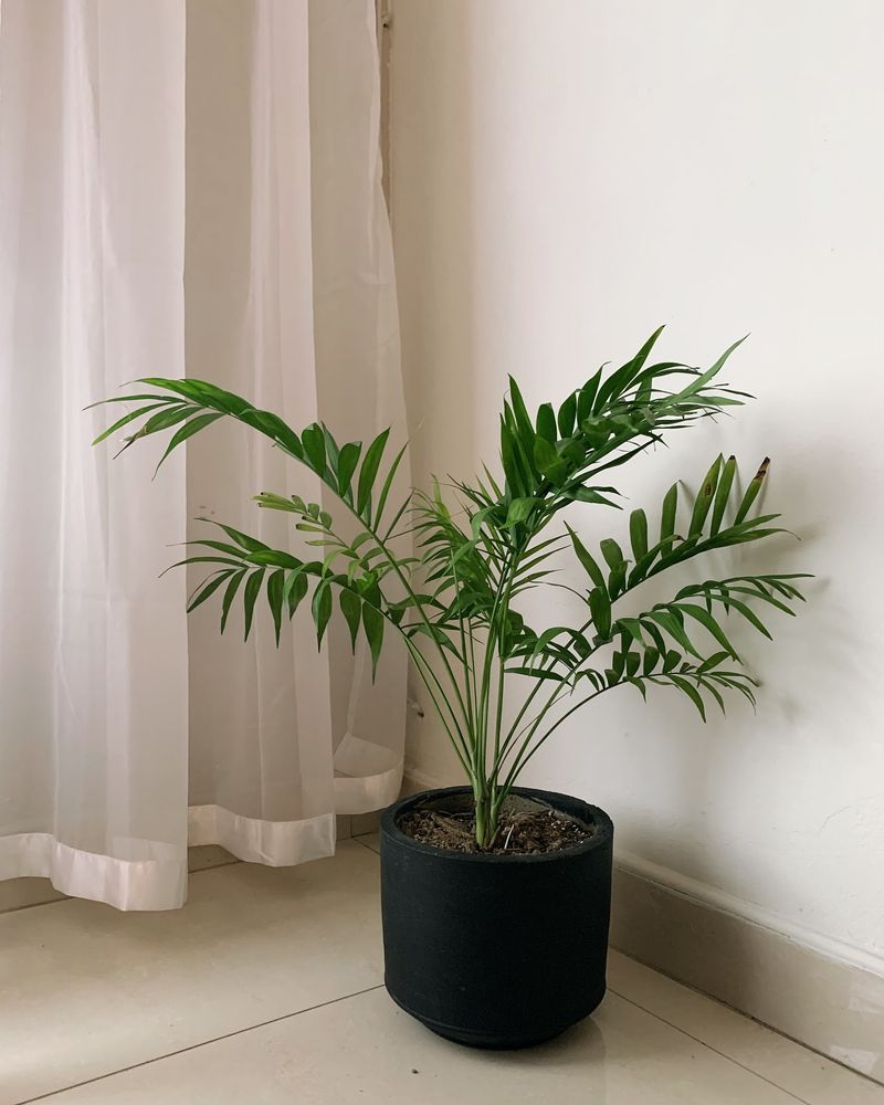 Parlor Palm