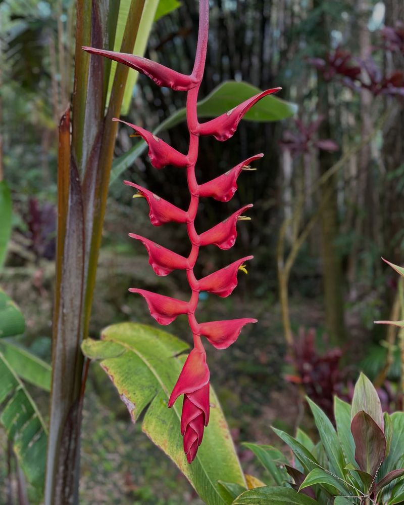 Parrot Flower