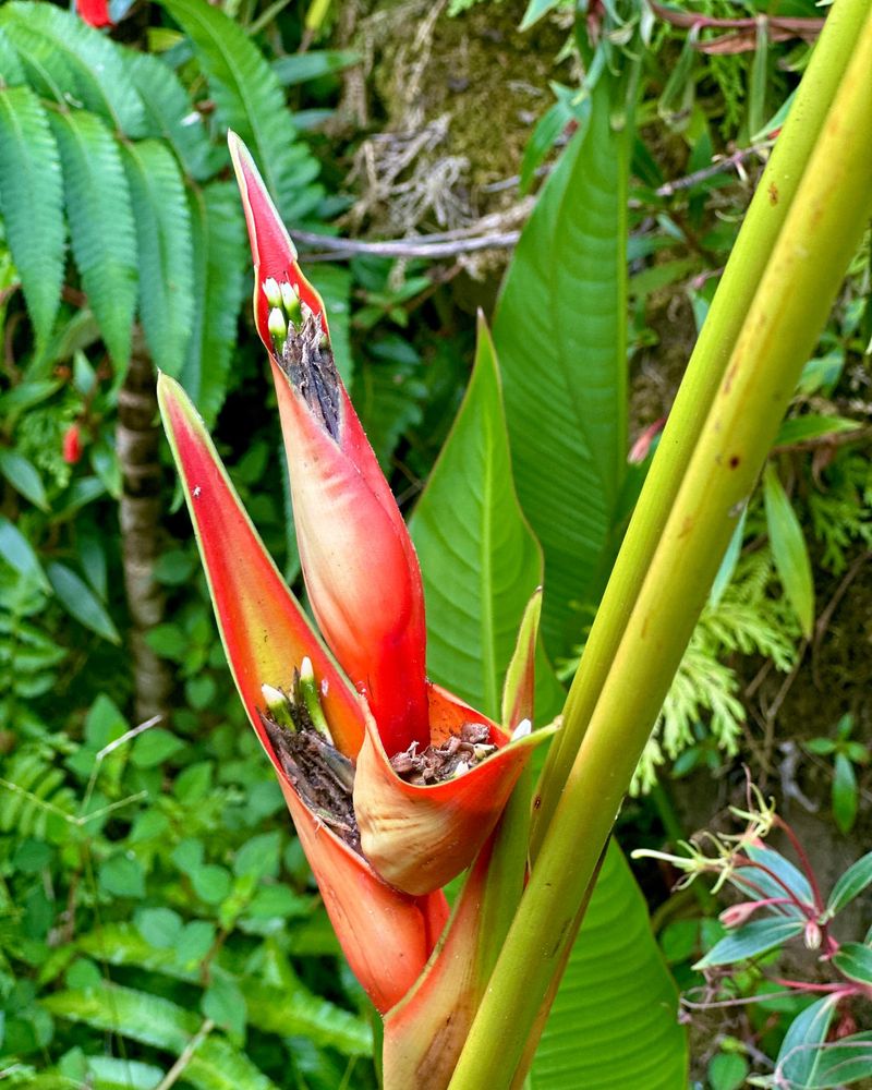 Parrot Flower