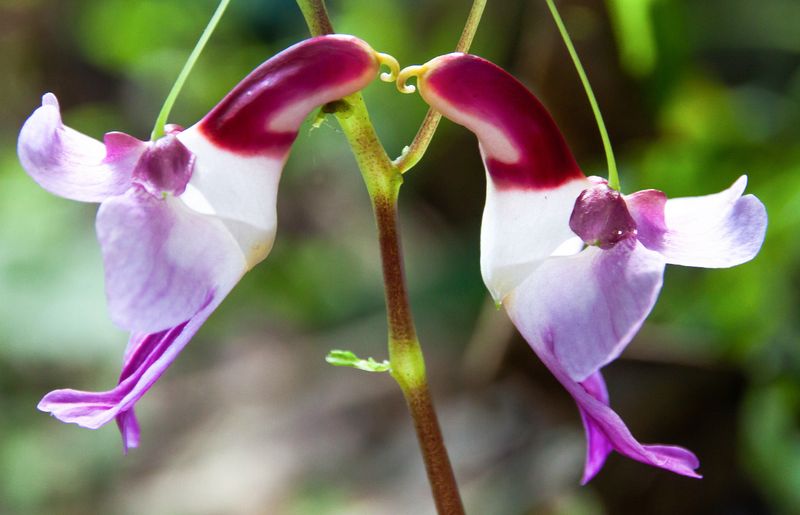 Parrot Flower Orchid