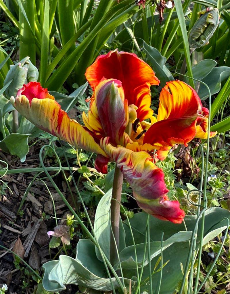 Parrot Flower