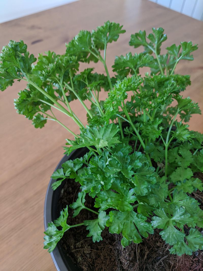 Parsley