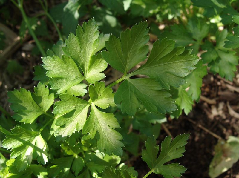 Parsley