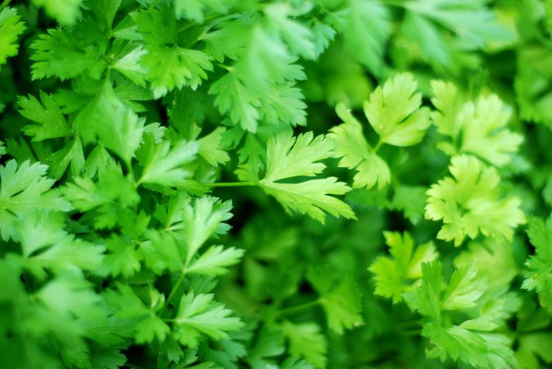 Parsley