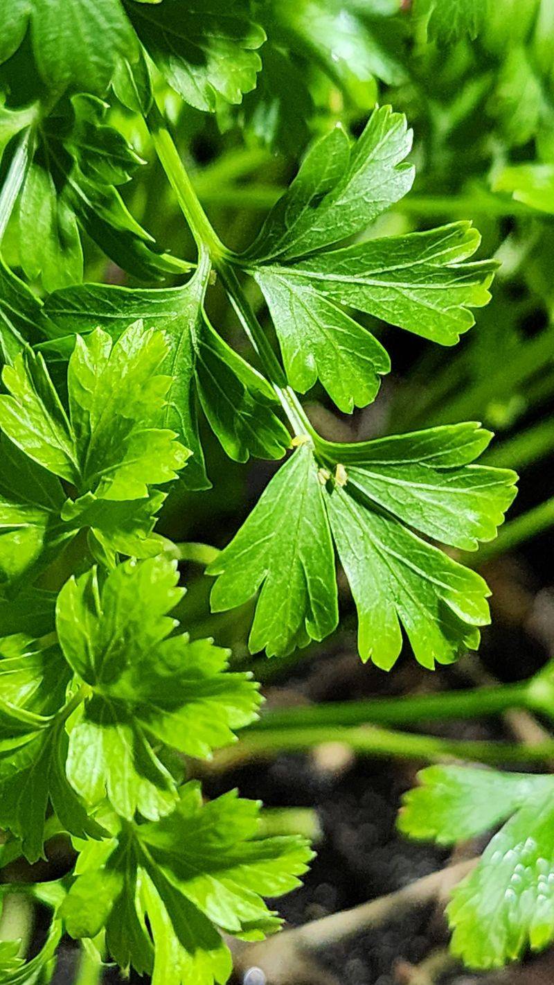 Parsley