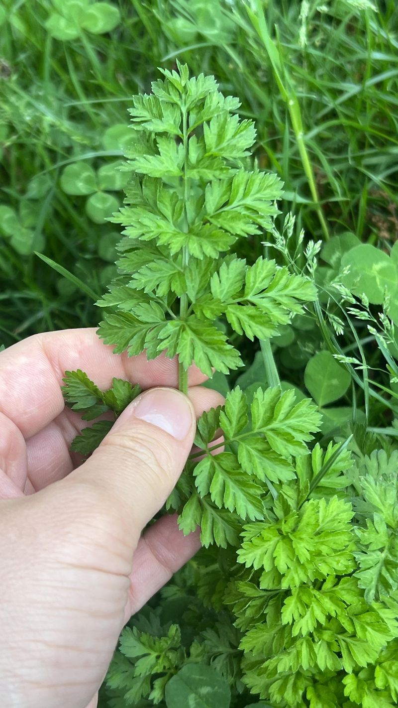 Parsley and Chervil