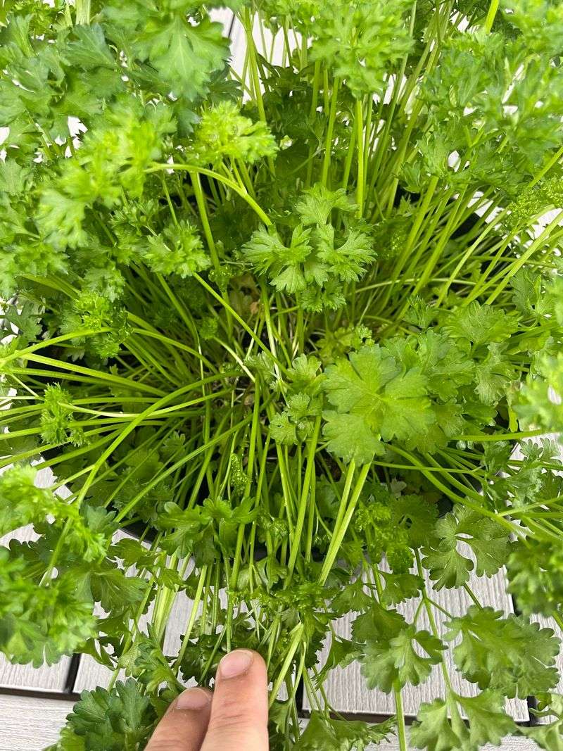 Parsley