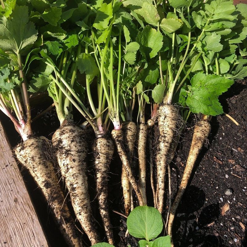 Parsnips