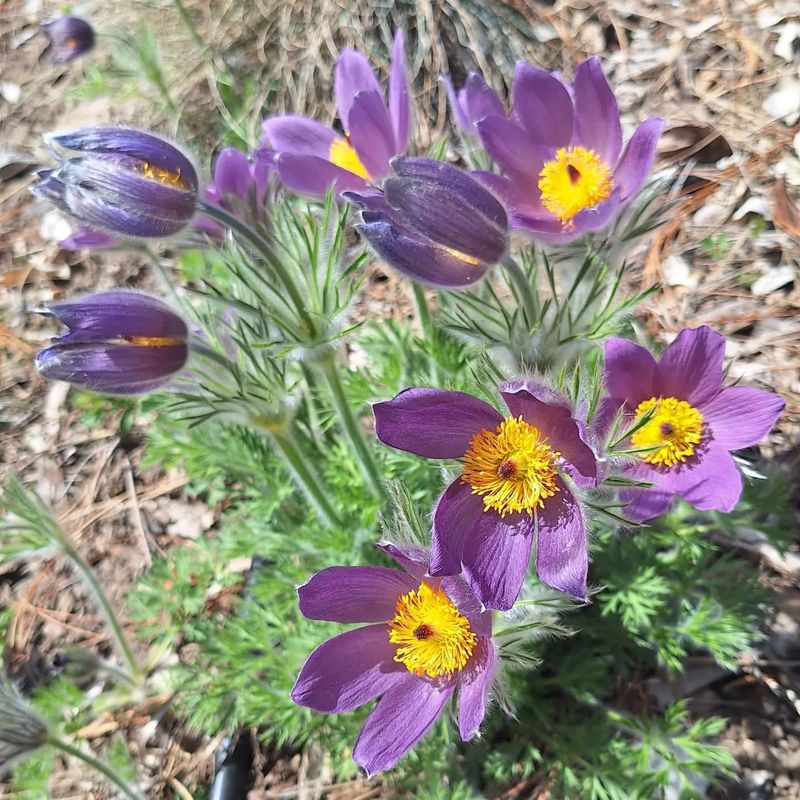 Pasque Flower