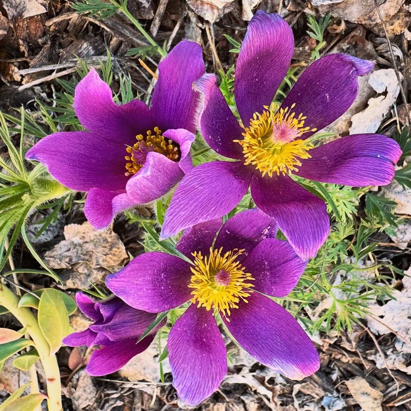 Pasque Flower - South Dakota