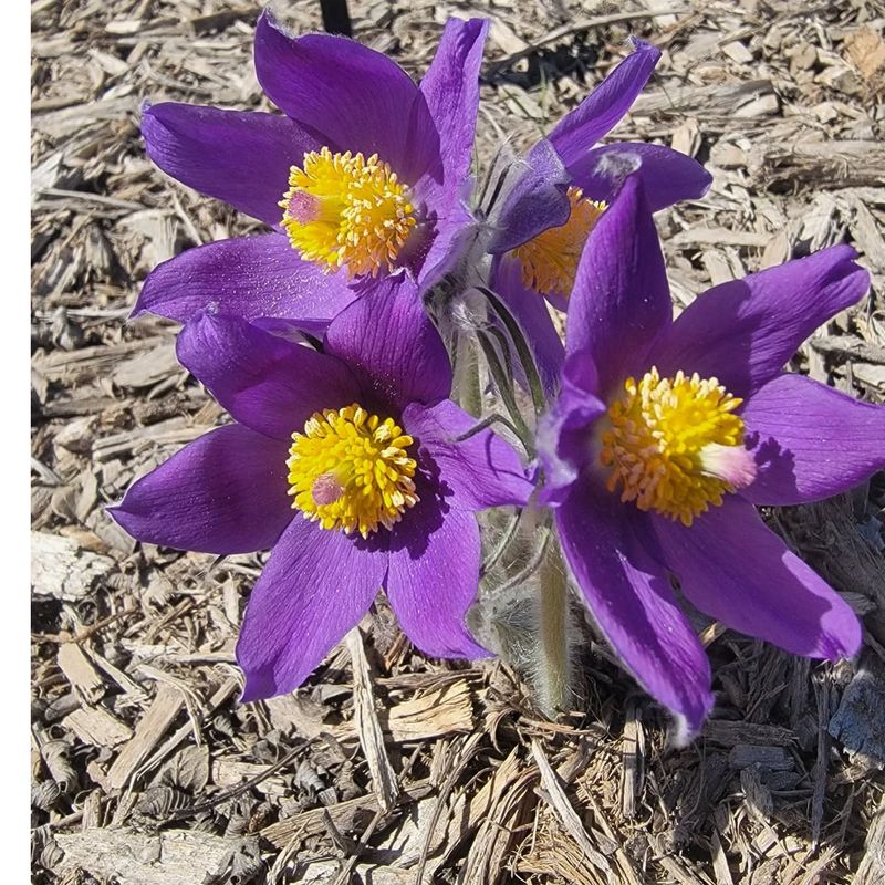 Pasque Flower