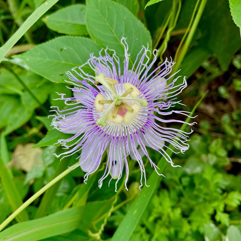 Passion Flower