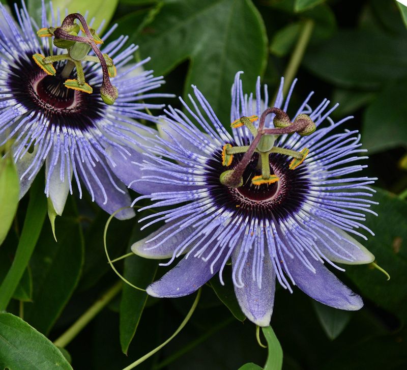 Passion Flower