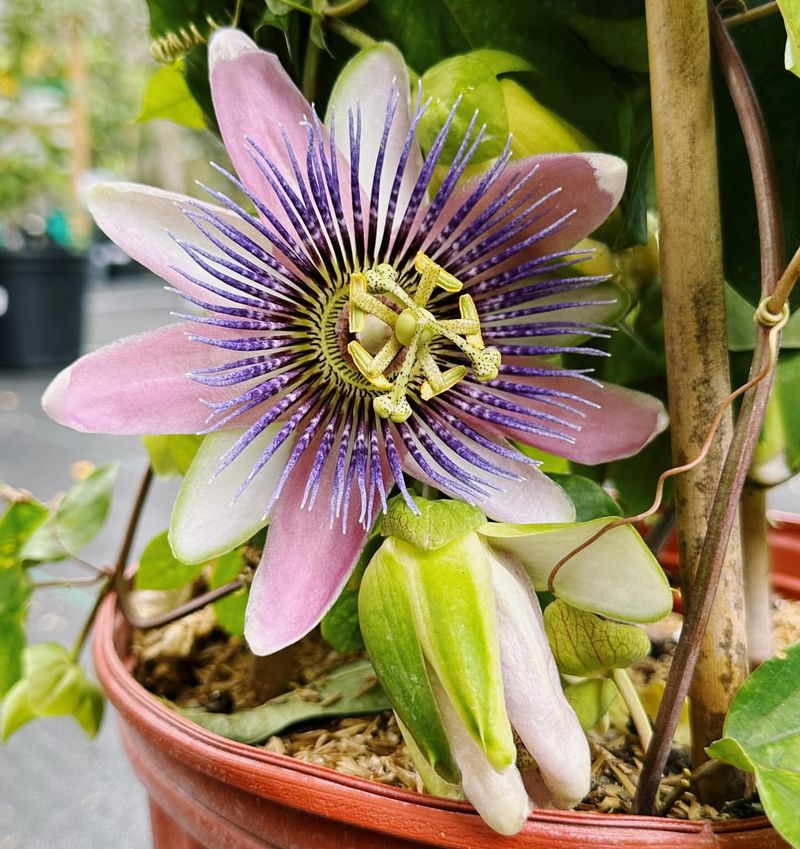 Passion Flower