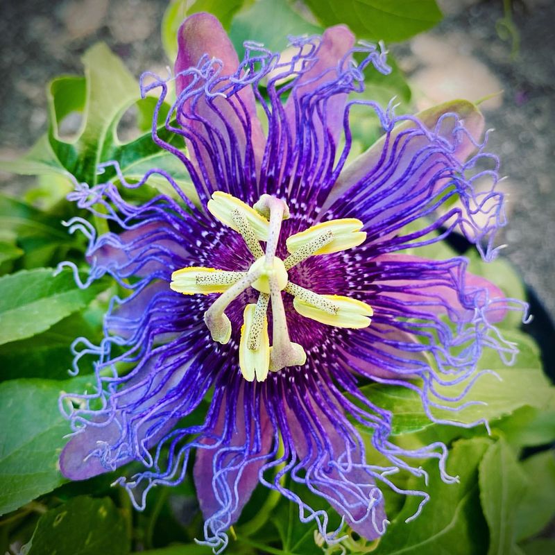 Passion Flower