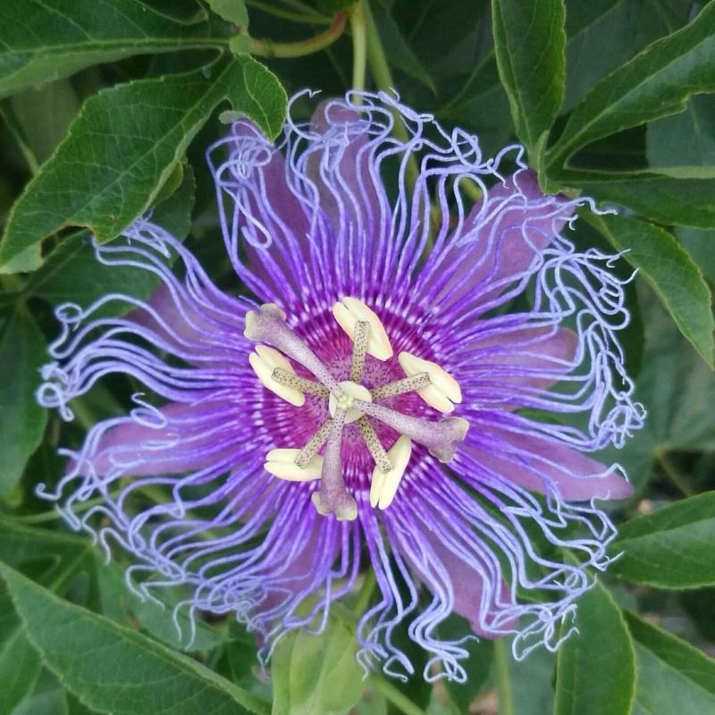 Passionflower